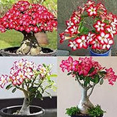 10 Thai Mixed 4 Adenium obesum Double layer (Desert Rose) Bonsai Seeds Fresh Flower New Seeds (Original Thai Seeds)